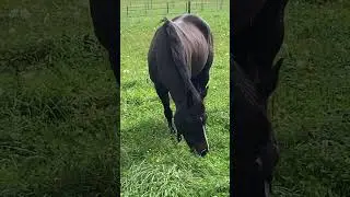 Beautiful Black Horse on Green Pastures - Amazing Nature - Windy Day#shorts #nature #relaxing #asmr
