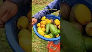 A quiet walk through the farm to see where it all begins | Organic Farmstay near Bangalore