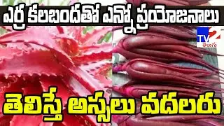 ఎర్ర కలబందతో ఎన్నో ప్రయోజనాలు.. తెలిస్తే అసలు వదలరు | Benefits Of Red Aloe Vera TV2 Telugu