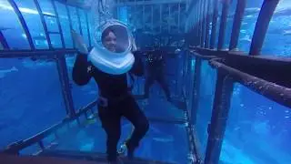 'Shark 🦈 Cage at Dubai Aquarium'