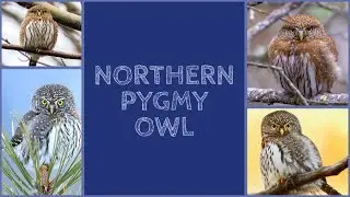 NORTHERN PYGMY OWL SOUNDS