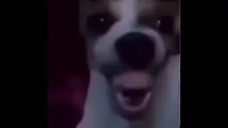 creepy dog laughing