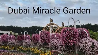 Miracle Garden Dubai 🇦🇪2024|The World Largest Natural Flowers garden |Walking tour 4k