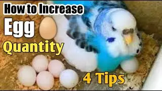 How to Increase of Budgies Egg Quantity | Breeding Tips Egg Zyada Lene Ke 4 Tips