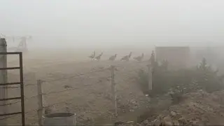 National birds dekhe kai din baad 🫣🥰|| peacock || national bird