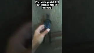 Pov : when you tell Evil cat there's a hidden treasure
