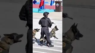 This Army Dog Is More Brave Than Humans 🪖🐕#shorts #army #armydogcenterattock #vairalvideo