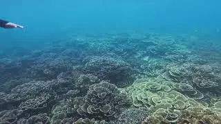paradise samal davao snorkeling