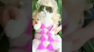 Funny Dogs And Cats Videos 😂 Funniest Cats and Dogs 😸🐶 #cat #catlover #lovelypaws #cute #playfulpaws