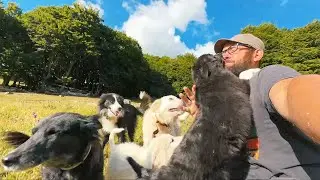 ATTACCATO dai CANI PASTORE 😱​😱​😱​ [Abruzzo 2025 Ep.13]