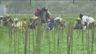 Millions of dollars' worth of crops destroyed by flooding