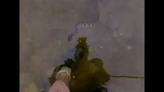 Diamond-backed watersnake encounter