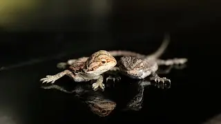 THEY'RE HERE