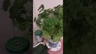 31.1 - Organic Spelt Pasta salad with Parsley, cucumber, Peas