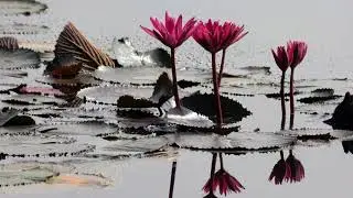 Peace is a Sense of Rightness - Archangel Michael
