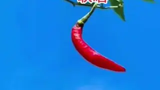 #我们的田野 #家庭养花