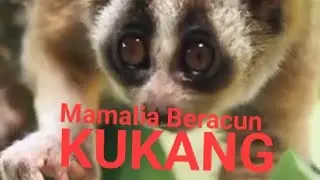 🎥🌳Mitos satwa Kukang_Garangan #langka  #endangeredwildlife   #1million #1000subscriber 