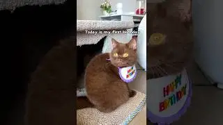 Happy Birthday Pudding Bear! #browncat #cat #britishcat #cutecat #shorts #catlover #kitten
