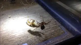 FALSE WIDOW SPIDER VS. CRICKET! [HD]