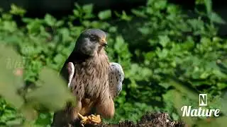 nature | Falcon | Hawk | bird | forest | beautiful scenery | relaxing clip | PT 7 |🦅🏞️🌄🤩😍🥰❤️💕