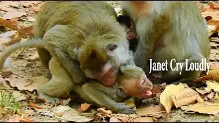 OMG...OMG...JANE BITE JANET CRY SO LOUDLY | JANET SUPER CRY FOR MOM MILK | TERRIFIED JANE BTIE JANET