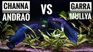 Channa Andrao VS Garra Mullya| Channa andrao community tank #channa #pets #snakehead