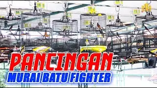 PANCINGAN MURAI BATU FIGHTER | SUARA LOMBA GANTANGAN NASIONAL