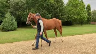 Lethal Force (IRE) x Xylophone (GB) - Chestnut Colt 2020 - Goffs UK Lot 488