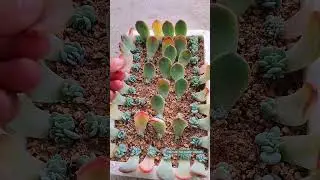 Succulent EXPERT Shares Top Leaf Propagation Tips!