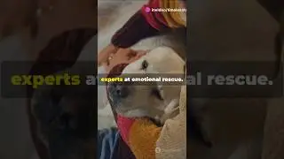 Why Your Dog Calms You Down Better Than People 😲🐶#shorts #didyouknow #shortvideo
