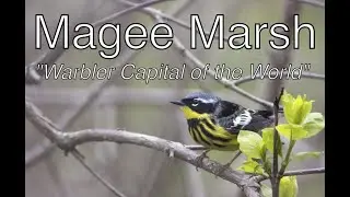 Spring Songbird Migration at Magee Marsh