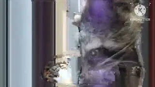 2025-06-16 Raccoon food thief 