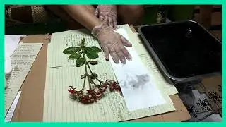 Process of Making Herbarium and Spirits | Read Description