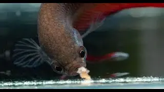 Como Alimentar de forma correcta nuestros Bettas