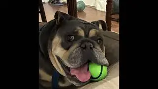 Adopt-A-Bull: Dudley is ready for his forever family! #foreverhome #bulldog #adopt