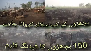 Bachra Farming Business Idea in Pakistan | Slaughterhouse Meat Business | Calf Fattening Business