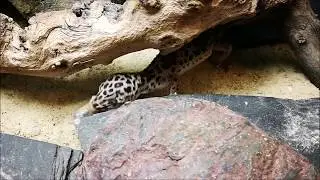 Female leopard gecko feeding on flower beetle larvae