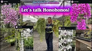 Let’s talk Honohono’s with Jeremy of S&W Orchid Nursery 