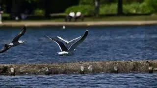 photo sequence of a great black-backed gull coming into land Poole park Dorset this year April 25..