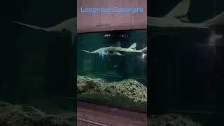 Longnose Sawshark