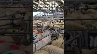 melton mowbray market