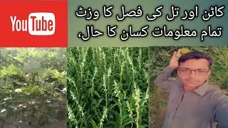 Expected future of current Sesame cropin Pakistan || Crop Reformer