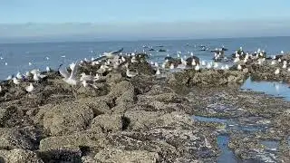 Thousand of seagulls in Oostende Belgium 🇧🇪 #rhodasalvacion #travelvlog