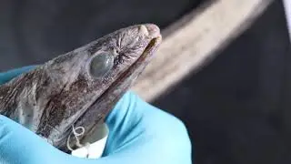 Meet a deep-sea fish - cutthroat eel
