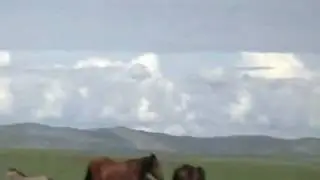 Horses