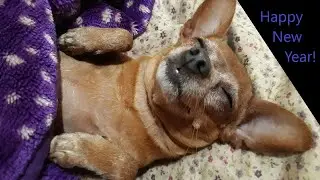 Happy New Year (Dog)