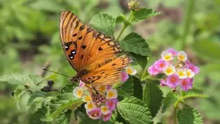 Bees and Butterflies in Horizon West Regional Park, Orange County, Florida