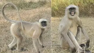Calm Langur Sitting in Natural Habitat 🐒 | Wildlife Observation Film. #langur #monkey 