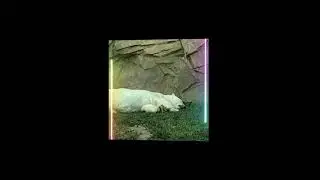 zoo pictures