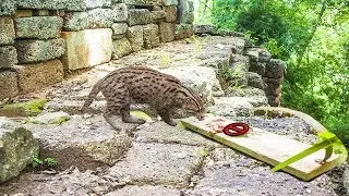 Simple DIY Wild Cat Trap Using (Board Trap) That work 100%-The Most Powerful Trap